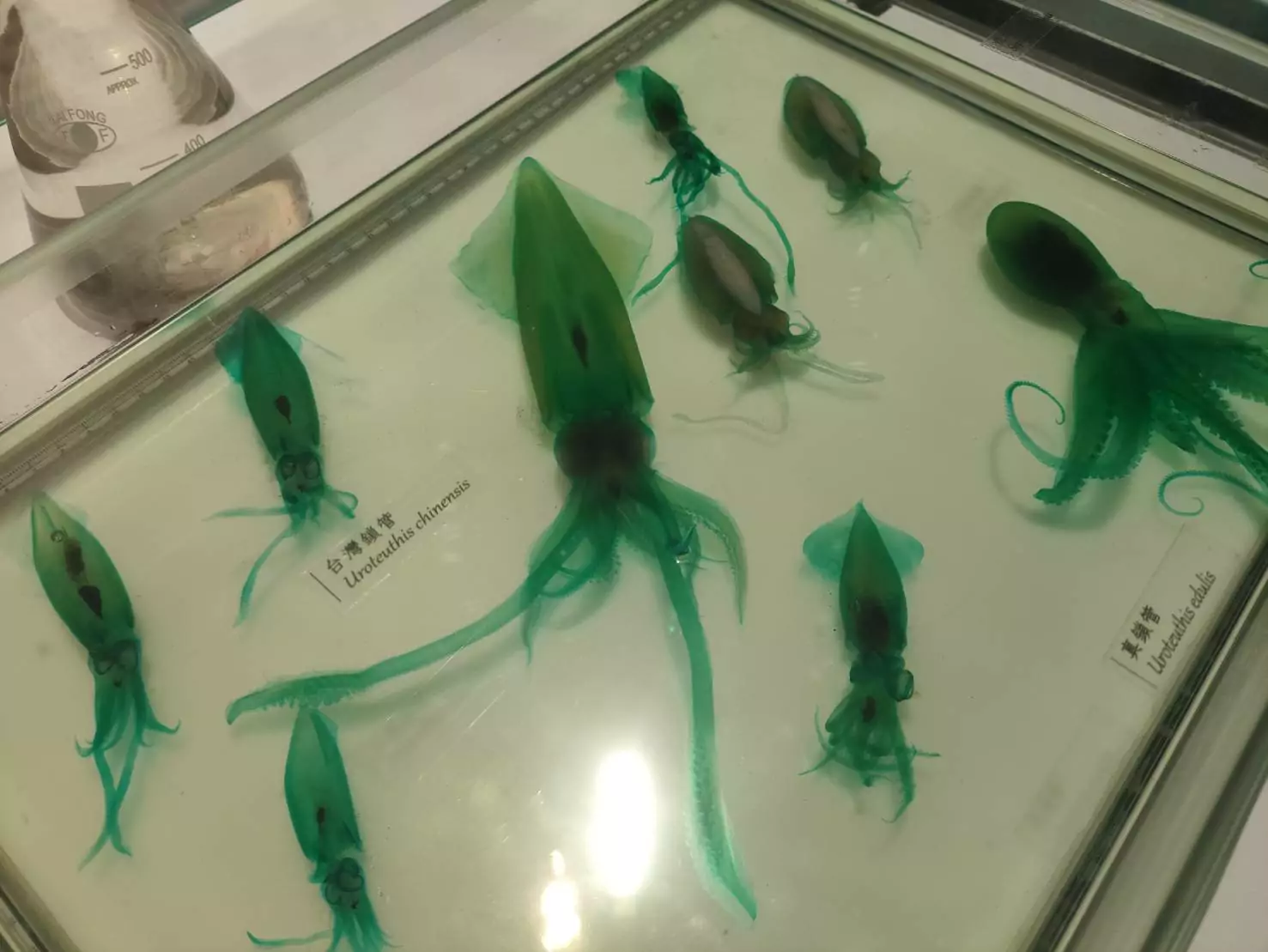 特展展示透明骨骼染色標本