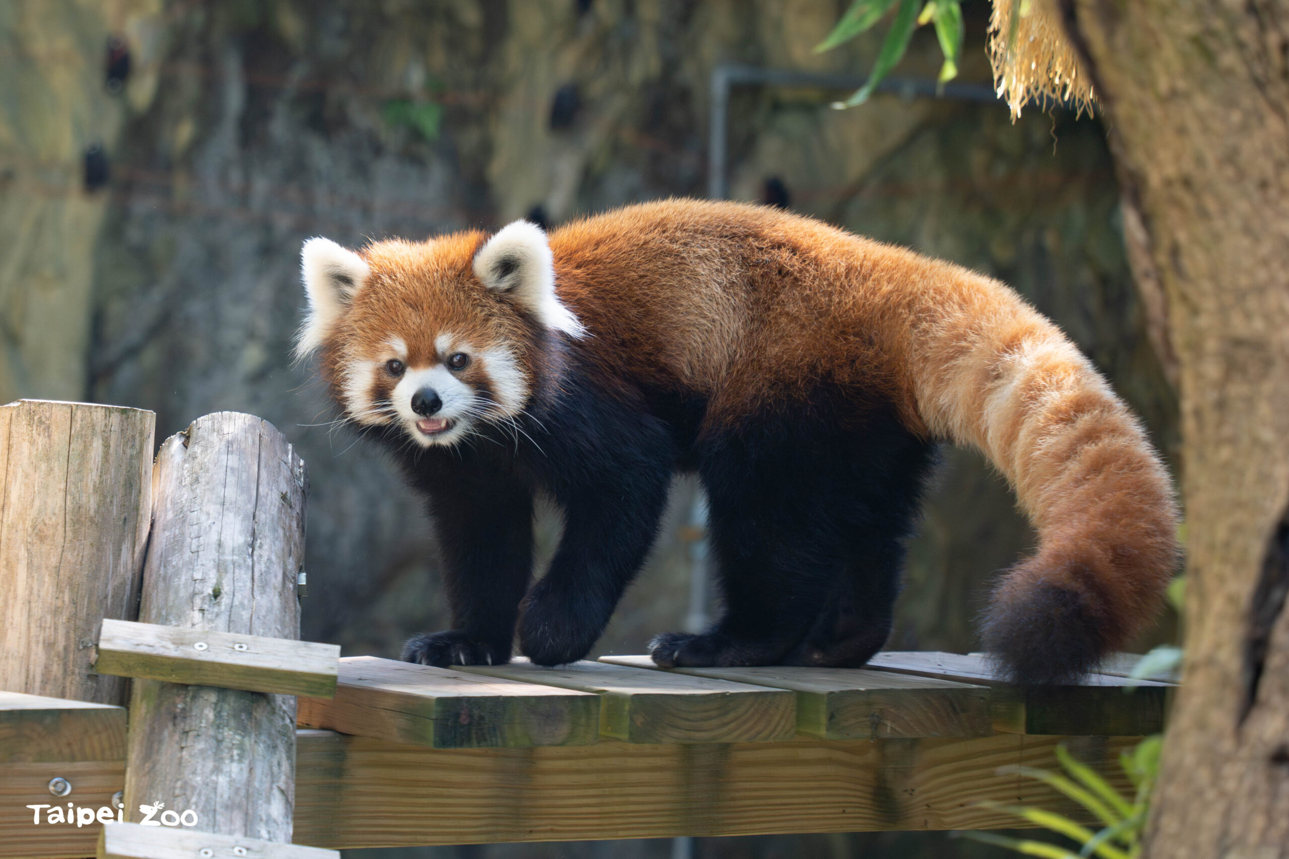 國際小貓熊日 動物園倡導保育守護瀕危森林精靈 10891 0 scaled