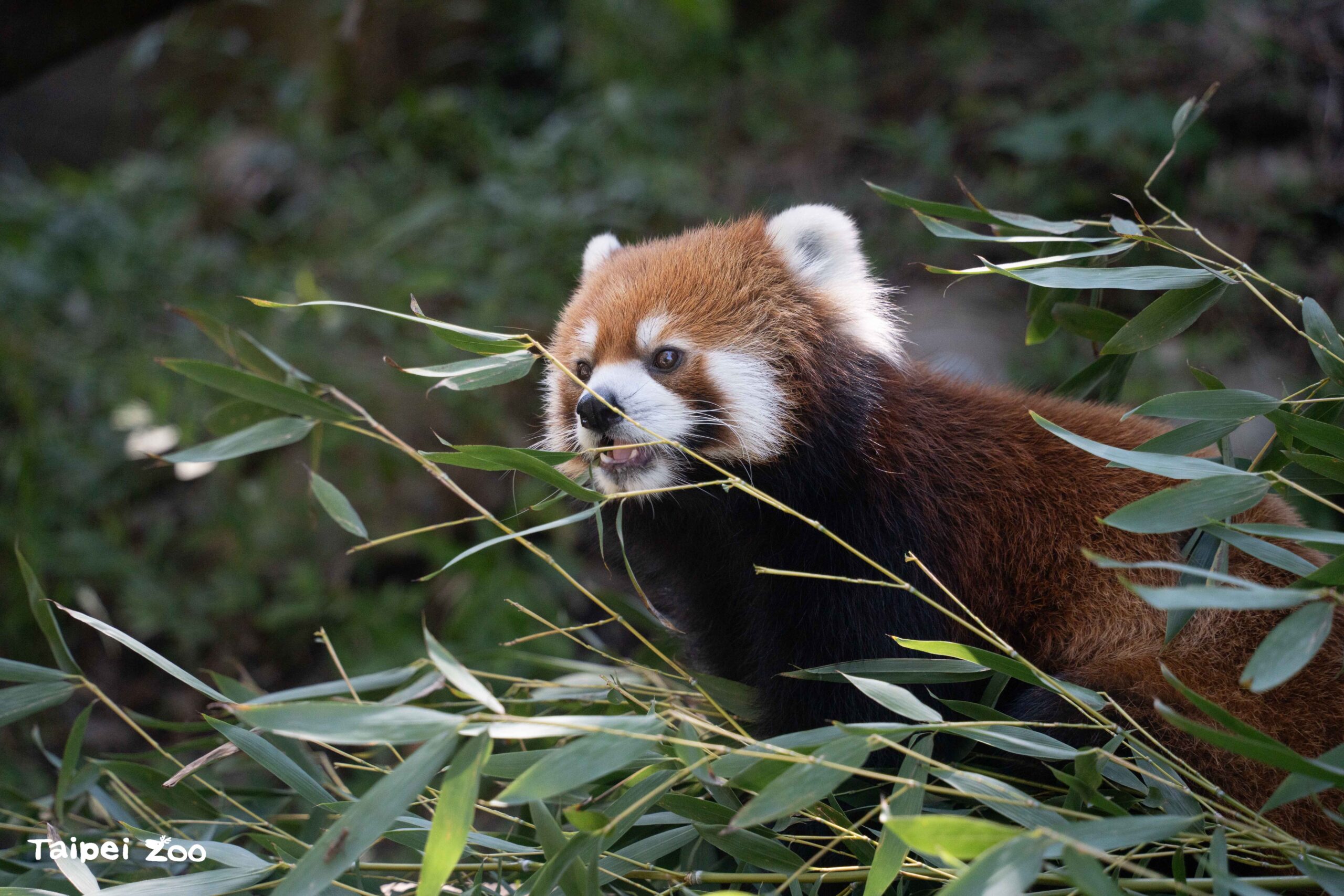 國際小貓熊日 動物園倡導保育守護瀕危森林精靈 10892 0 scaled