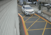 【有片】可惡!八德汽車輾壓小狗驚悚過程曝 大批網友全怒了