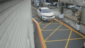 【有片】可惡！八德汽車輾壓小狗驚悚過程曝 大批網友全怒了