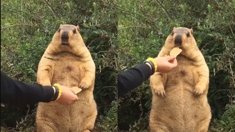 土撥鼠具語言能力?詞彙量可能超過100個