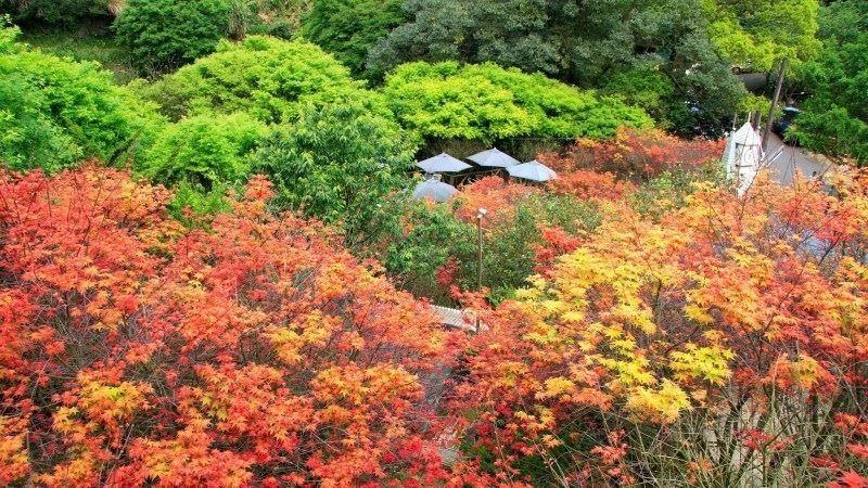 白露到!命理專家揭12生肖運勢「它」居榜首