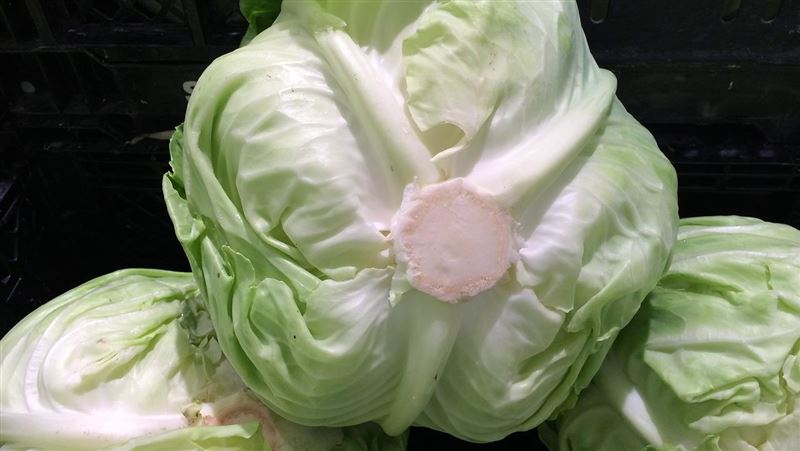 高麗菜內葉要洗嗎?營養師這樣說