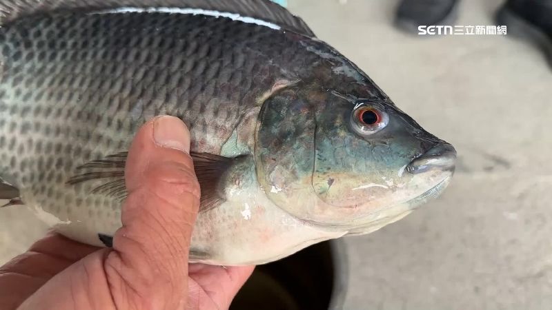 台灣鯛獲中東國家喜愛 一年買超過千噸