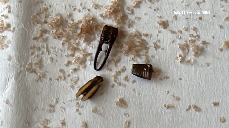 寶寶米餅竟出現疑似剪刀蟲屍骸 來源待釐清