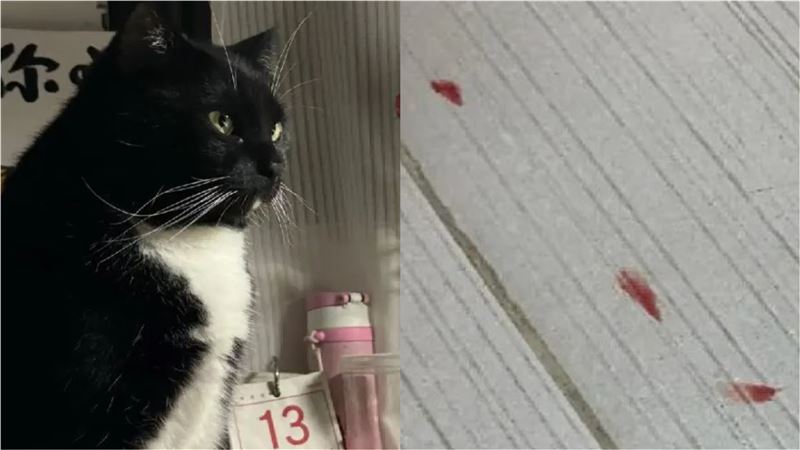 貓奴家裡出現神秘血跡嚇壞 原來是牠「慘遭貓手」