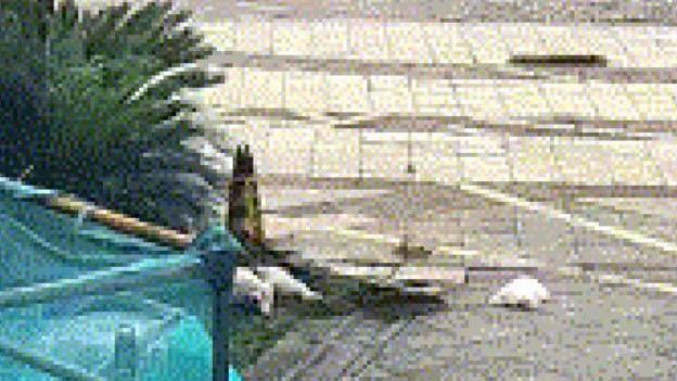 殘忍!她酒後情緒失控竟拋寵物犬下21樓