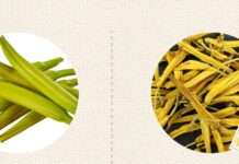 乾燥、新鮮金針處理大不同!這樣做才能安心吃