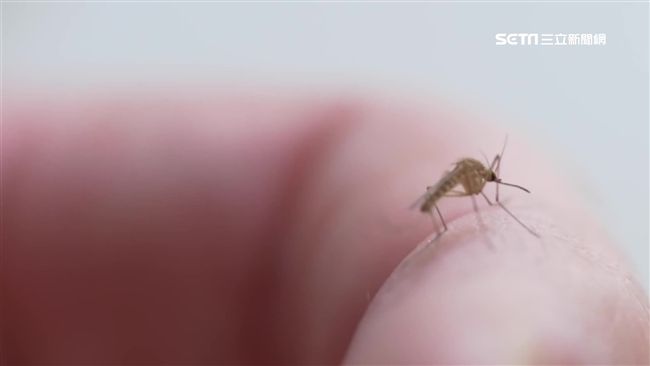 炎熱夏天蚊子不見了?專家解密原因
