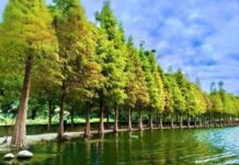 桃園秘境!大溪月眉濕地落羽松將轉紅 秋冬拍浪漫美照必造訪