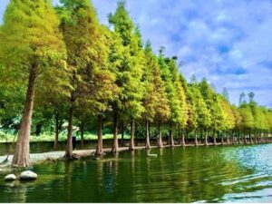 桃園秘境!大溪月眉濕地落羽松將轉紅 秋冬拍浪漫美照必造訪