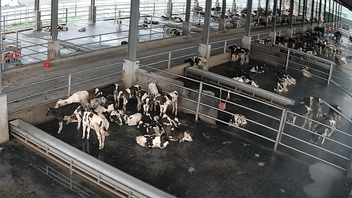 洪災泥流奪命 全民齊心救災助重建1/洪災來襲瞬間! 鳳林牧場120頭乳牛「50秒沖太平洋」