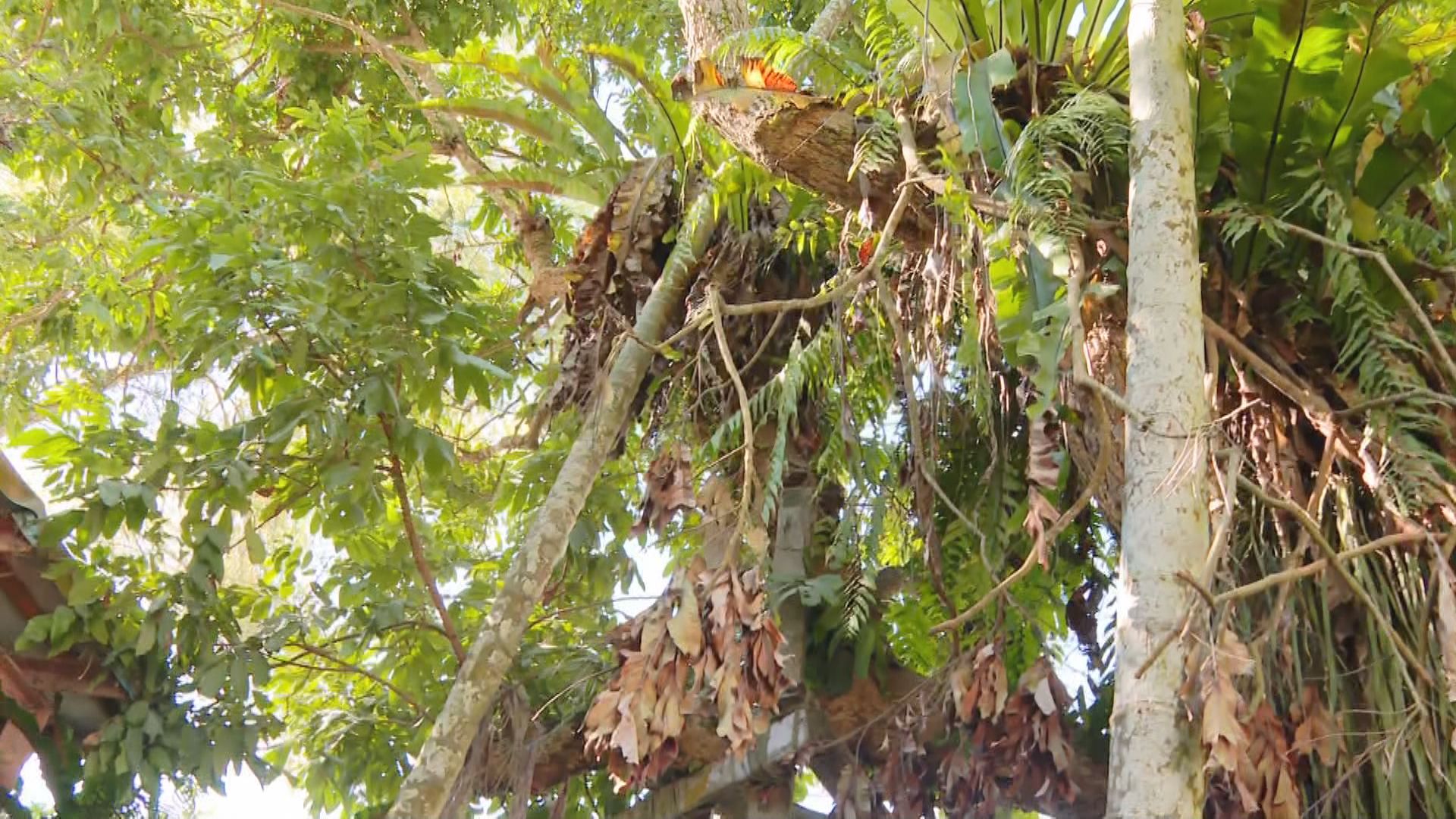 馬太鞍V字缺口續下切 恐再成堰塞湖3/獨家/龍眼樹旁放梯子 大水一來20幾人爬樹躲避獲救