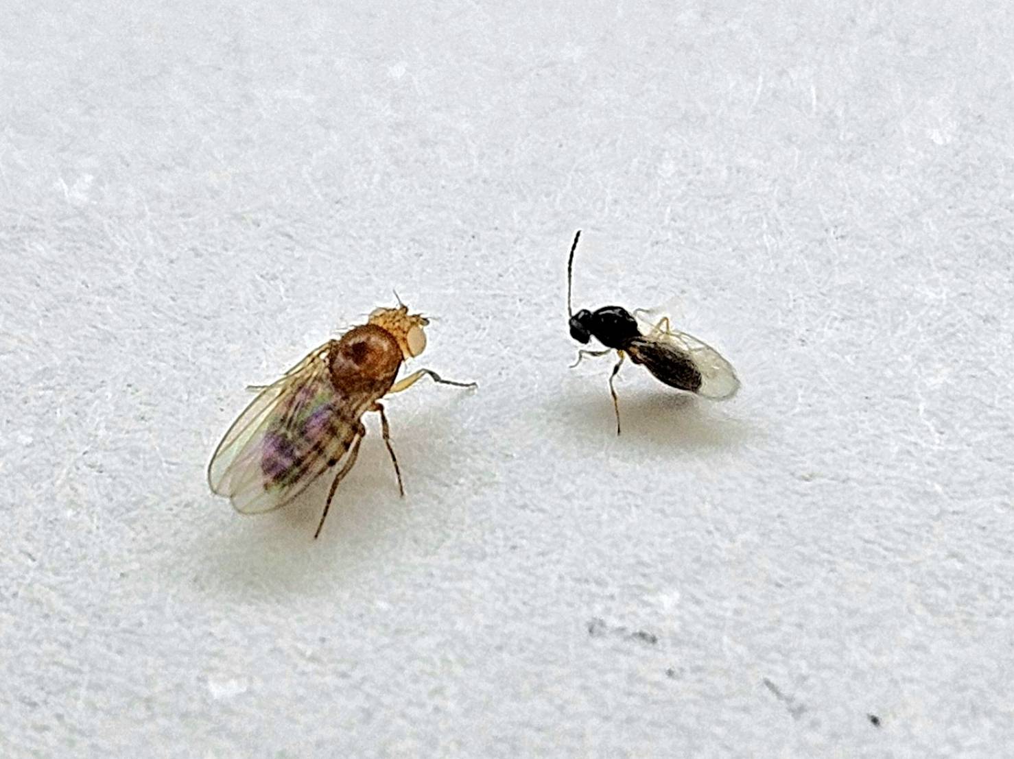 圖二 研究團隊模擬果蠅左遇到頭號天敵寄生蜂右的生存威脅環境，證實腸道菌對記憶維持至關重要。
