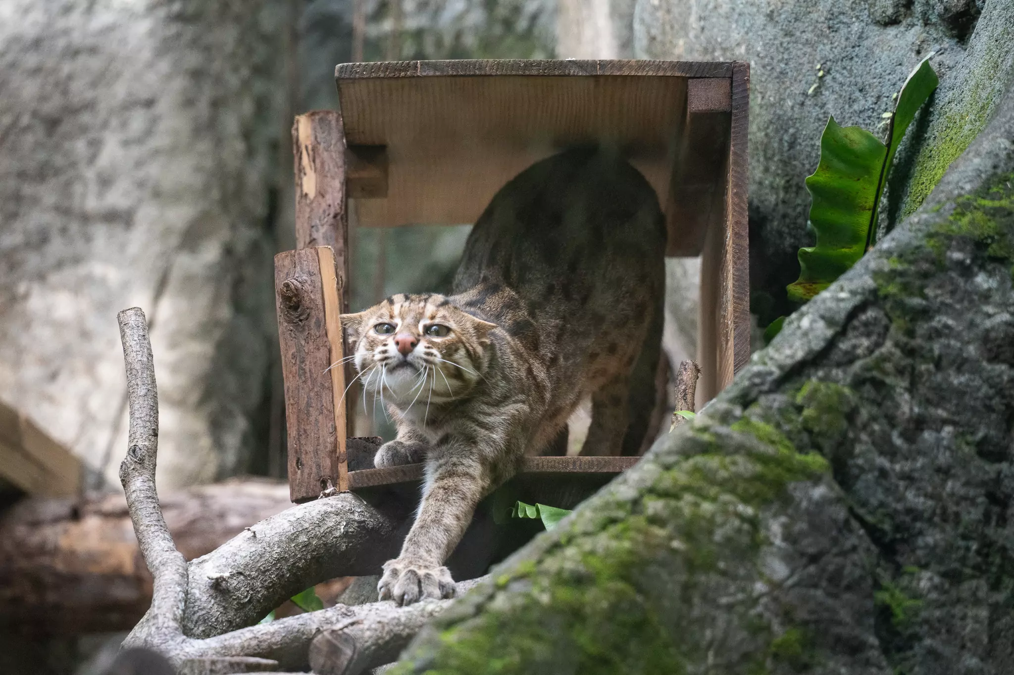 守護臺灣原生貓科!北市動物園攜手企業推石虎保育行動 11608 0