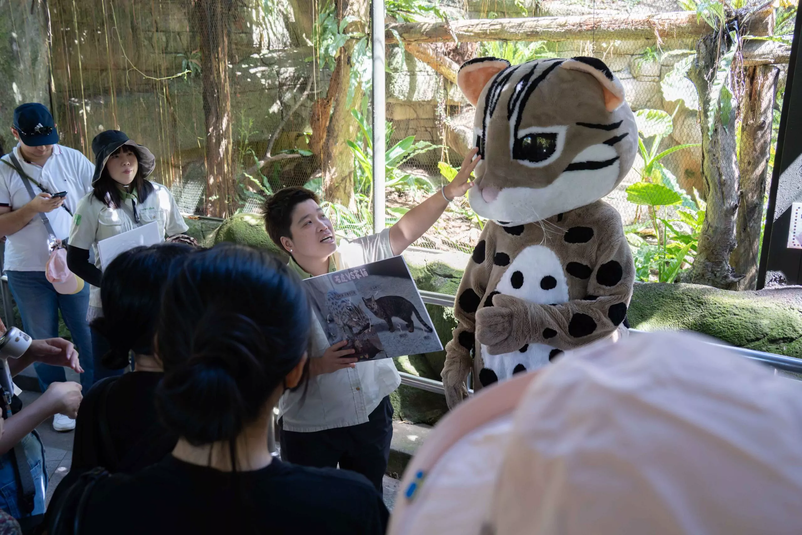 守護臺灣原生貓科!北市動物園攜手企業推石虎保育行動 11609 0 scaled