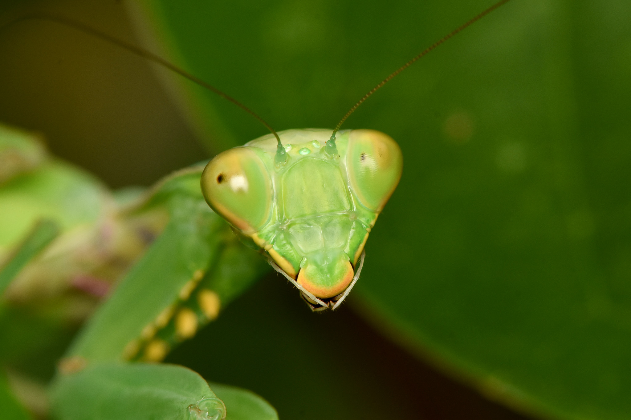 動物園「看你什麼嘴臉」特展登場!帶你探索昆蟲感官超能力 12198