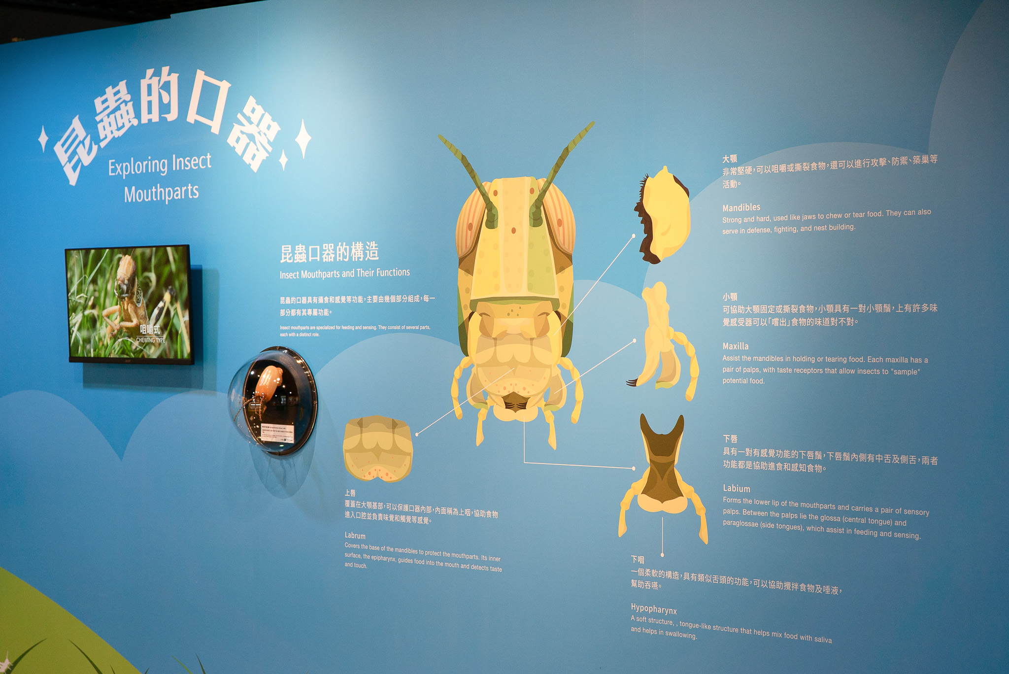 動物園「看你什麼嘴臉」特展登場!帶你探索昆蟲感官超能力 12200
