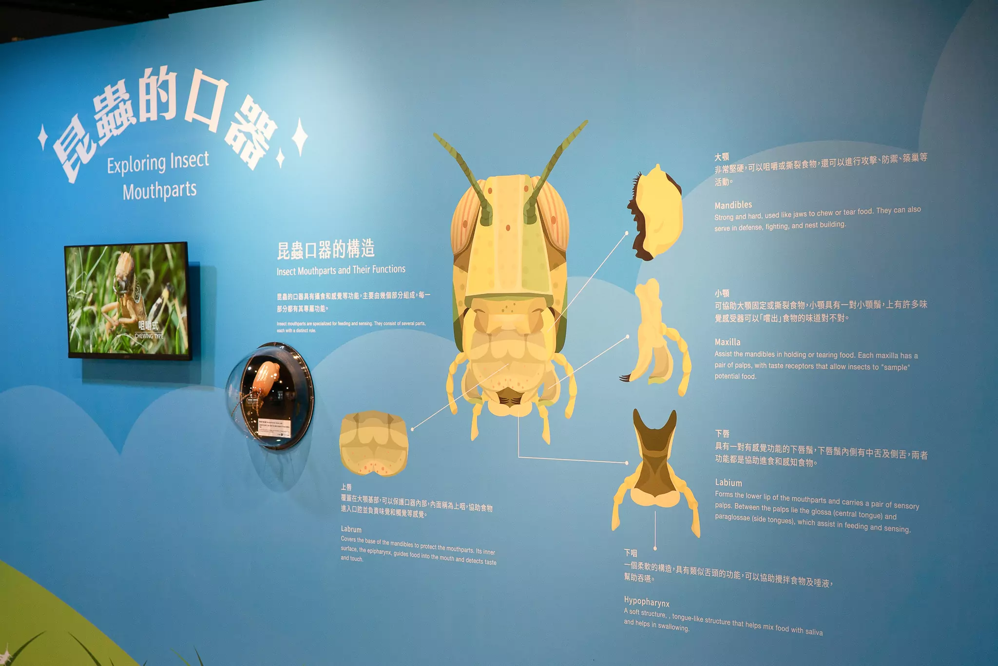 動物園「看你什麼嘴臉」特展登場!帶你探索昆蟲感官超能力 動物園「看你什麼嘴臉」特展登場!帶你探索昆蟲感官超能力