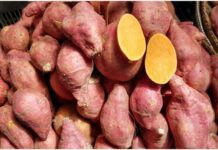 美式賣場地瓜被嫌難吃 專家教你這樣挑