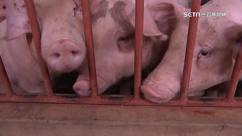 台中驚傳非洲豬瘟現蹤 懶人包一次解答5大疑問