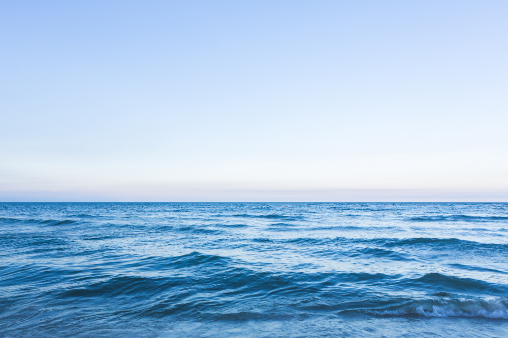 非洲豬瘟入侵!海保署:廚餘違法倒入海中 可重罰3000萬 424