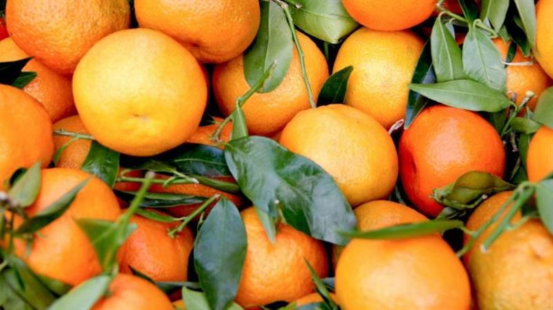 吃橘子「1部位」別挑掉 醫師:有助穩定血糖、降膽固醇
