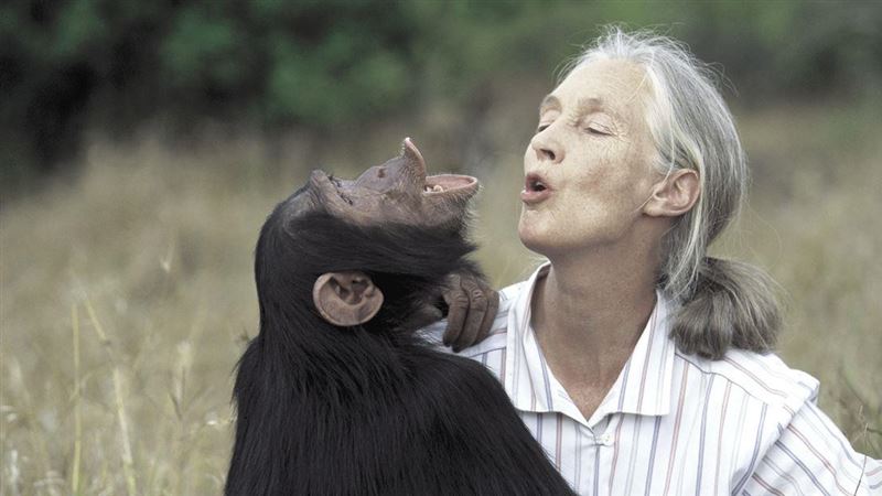 6月才來台演講 保育專家珍古德博士辭世