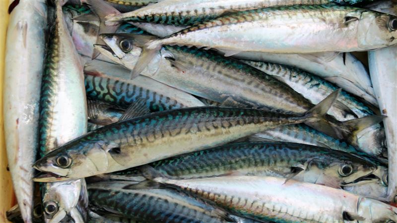 想補營養反傷身?這5種魚恐藏毒素 鯖魚、鮭魚都中鏢
