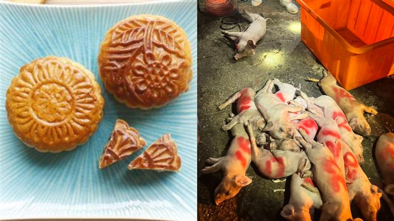 非洲豬瘟首例病毒來源?他猜「月餅」釀禍