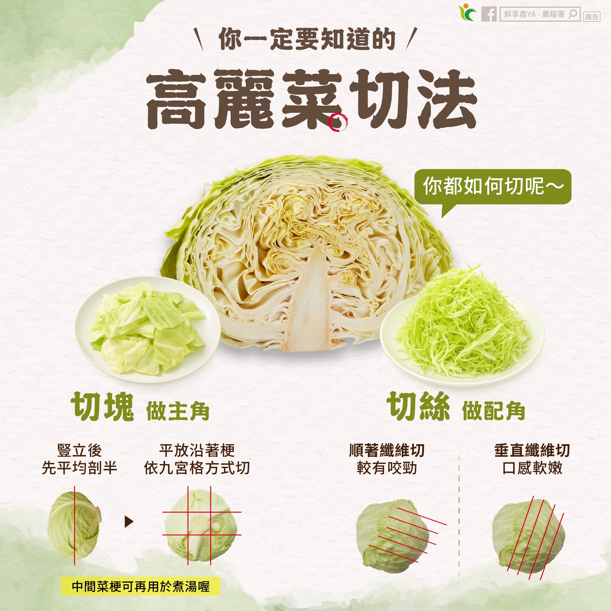 高麗菜怎麼切最美味?農糧署教你2切法一次學會 547244995 1103608248584471 7609565856259068600 n