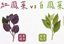 紅鳳菜、白鳳菜怎麼選?農糧署曝關鍵差別 紅鳳菜、白鳳菜怎麼選?農糧署曝關鍵差別