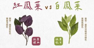 紅鳳菜、白鳳菜怎麼選？農糧署曝關鍵差別