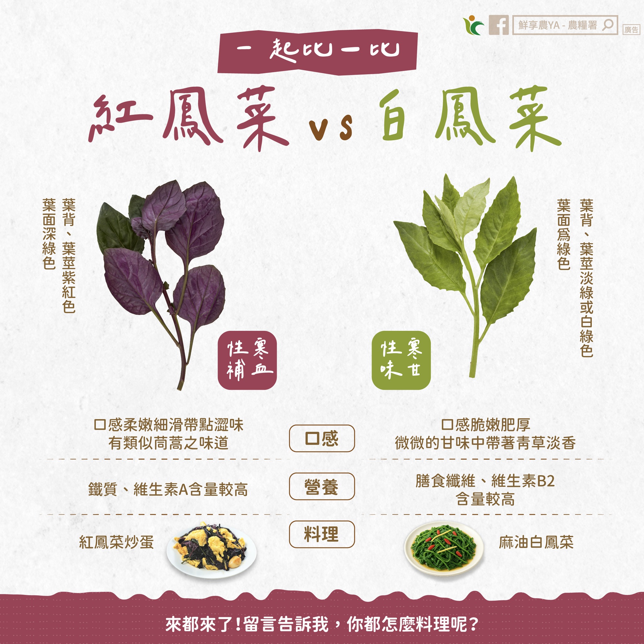 紅鳳菜、白鳳菜怎麼選?農糧署曝關鍵差別 552345072 1111106121168017 913998711374564630 n
