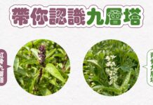 九層塔有分紅、青骨?農糧署揭料理搭配關鍵