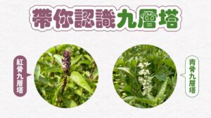 九層塔有分紅、青骨？農糧署揭料理搭配關鍵