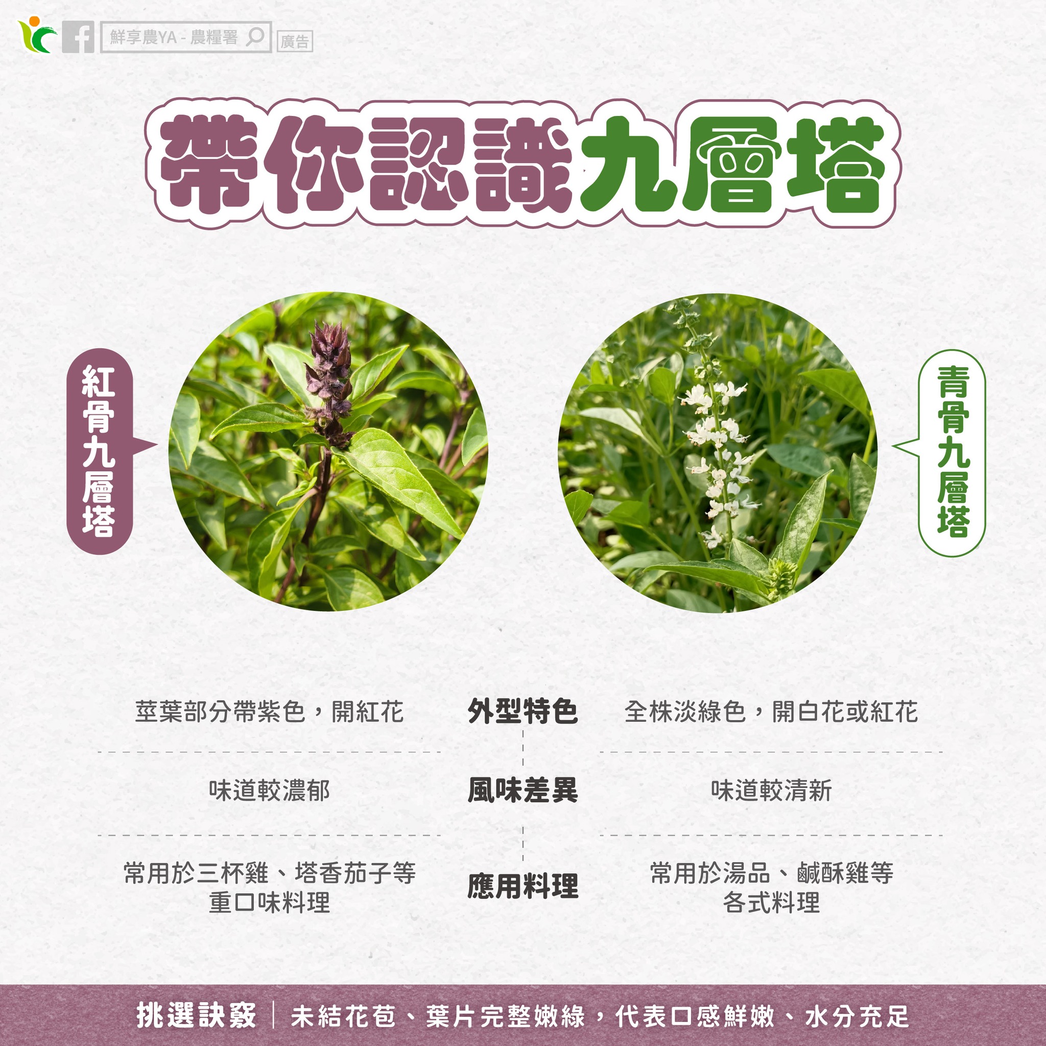 九層塔有分紅、青骨?農糧署揭料理搭配關鍵 567698483 1133558235589472 3243952555341111974 n