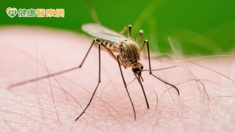 瘧疾病例達19年同期最高!疾管署:嚴重恐致肝腎衰竭與腦部併發症