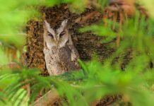 領角鴞「入住」桃園永福國小!師生驚喜見證生態教育成果