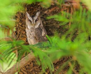 領角鴞「入住」桃園永福國小！師生驚喜見證生態教育成果