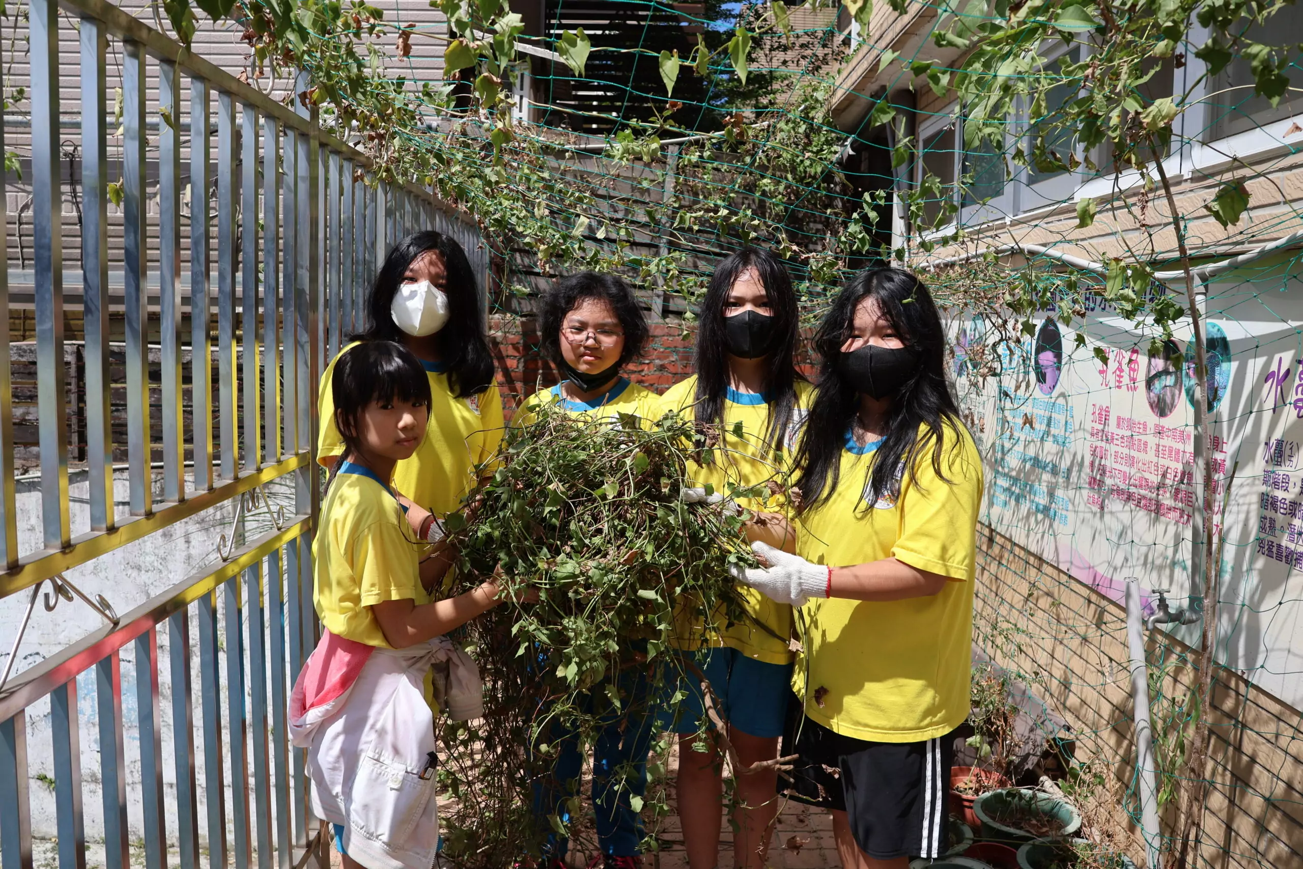 桃市龍岡國小校園出現「小花蔓澤蘭」 學童參與清除認識生態教育 653982 0 scaled