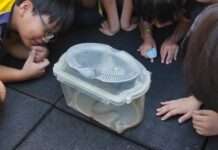 小蛇誤闖桃園自強國小!主任化身生態老師 帶學子野放了解尊重生命