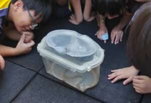 小蛇誤闖桃園自強國小！主任化身生態老師 帶學子野放了解尊重生命