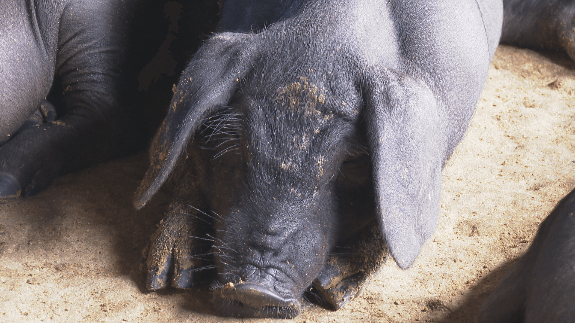 非洲豬瘟豬隻未流入宜蘭 縣府:將配合中央加強聯防