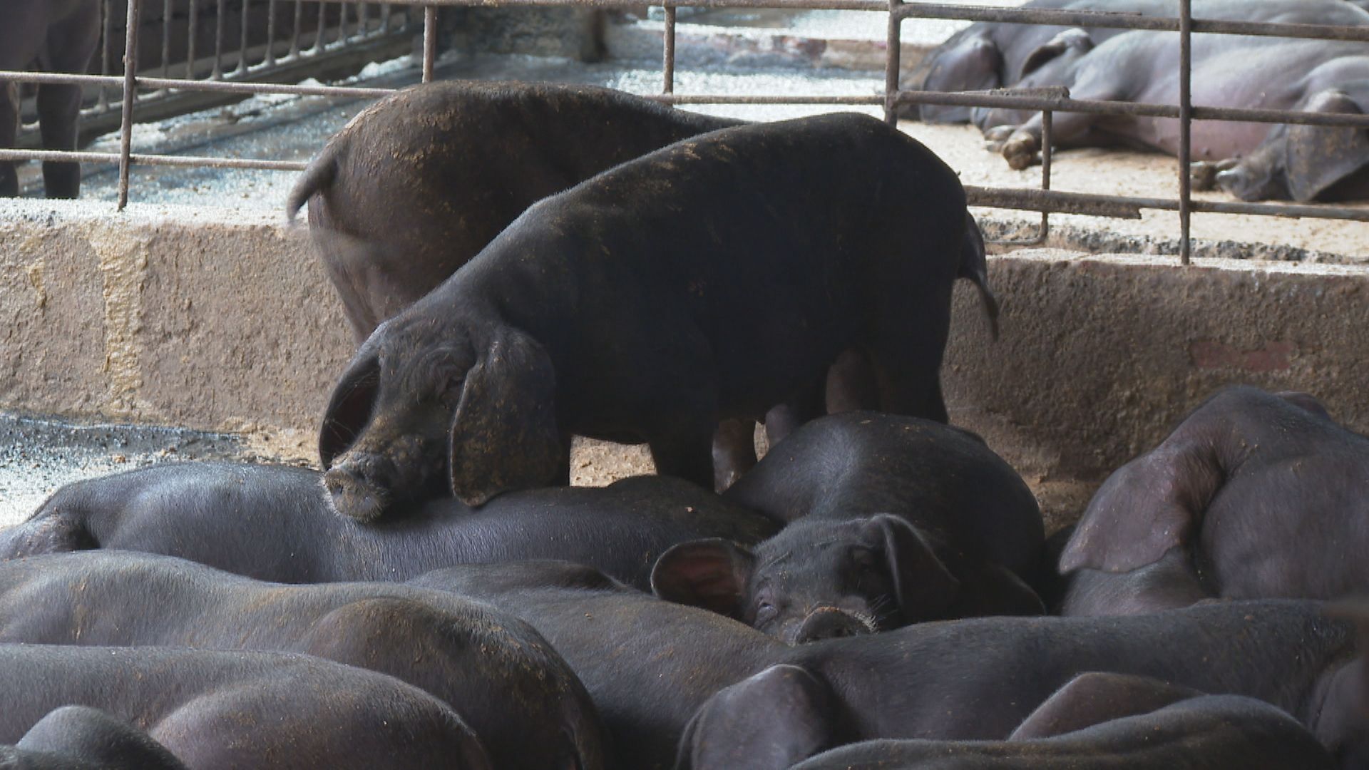 養豬大縣雲林不收台中化製車防堵 張麗善:2018即禁用廚餘