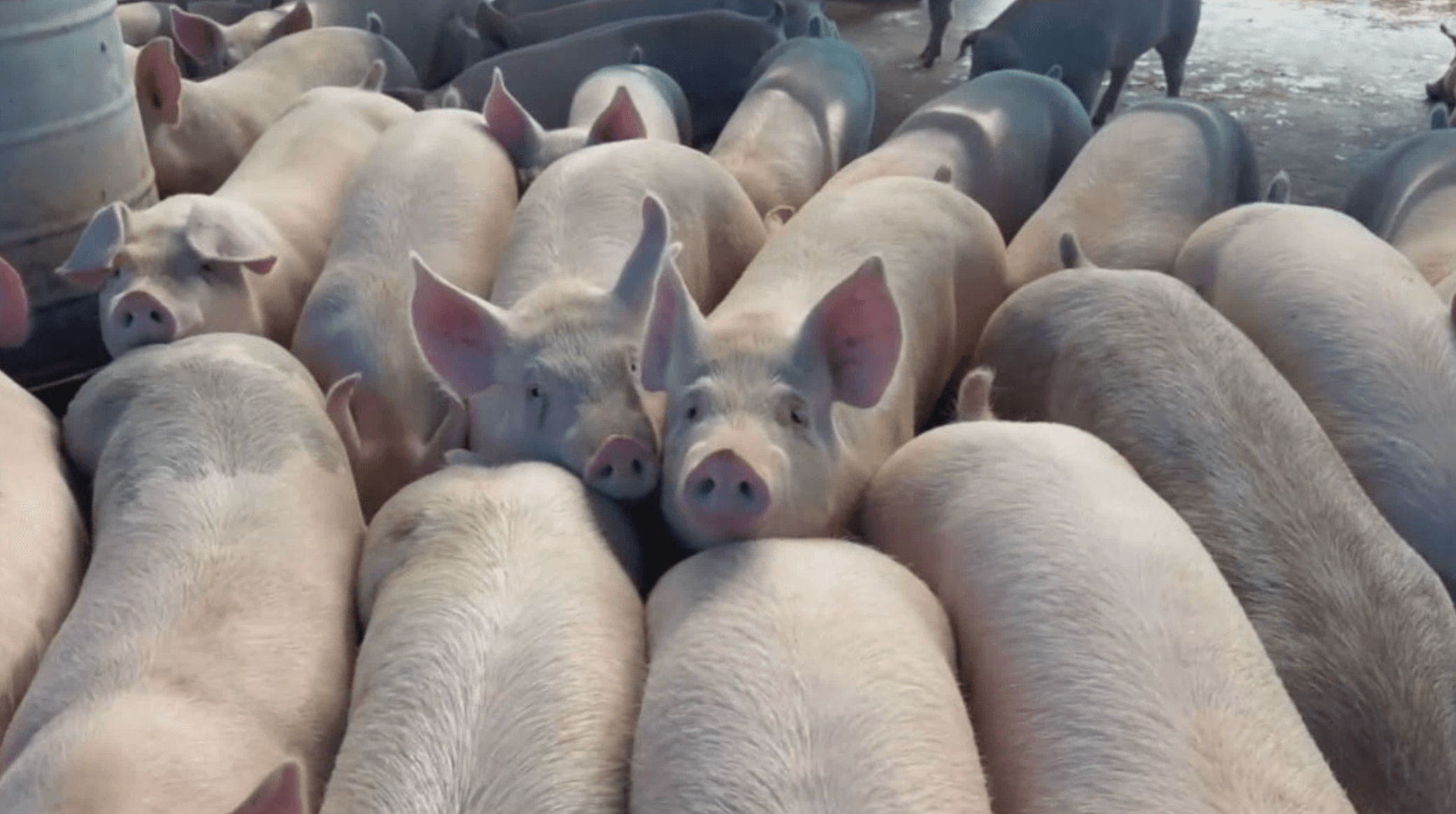 非洲豬瘟關鍵時間軸曝 卓冠廷怒轟台中市府「拖10天才採檢」