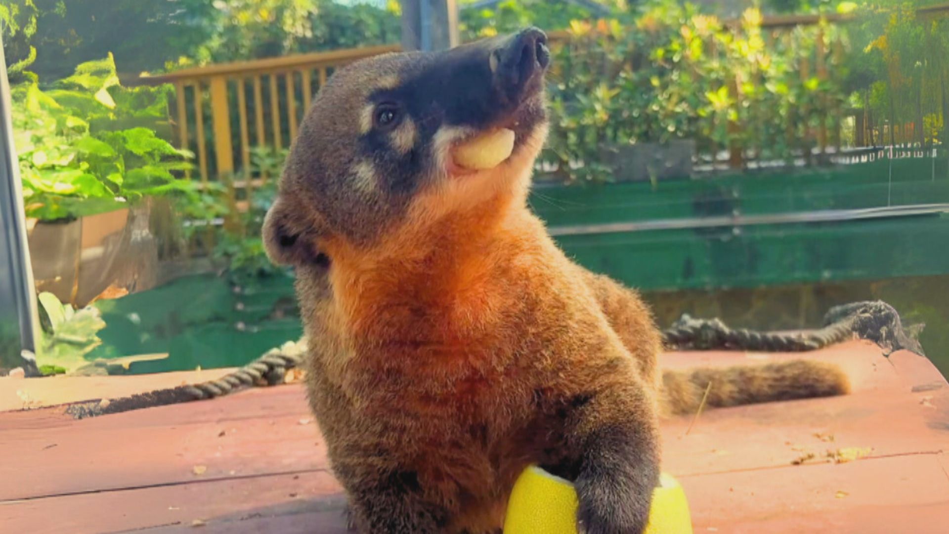 中秋連假DAY1出遊趣2/動物過中秋!紅毛猩猩吃柚子 老虎玩「月餅型」貓抓板