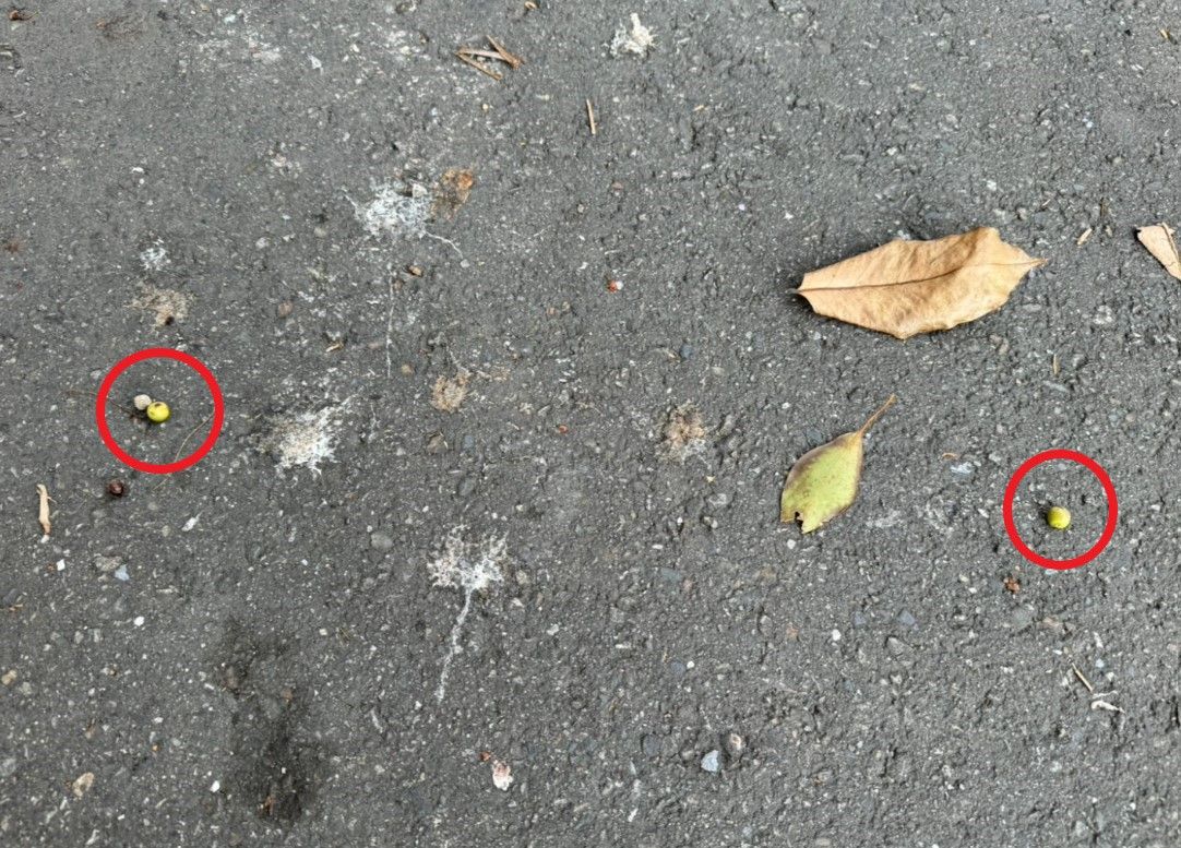 女騎士疑遭「BB彈襲擊」 警查出真相是「果實掉落」