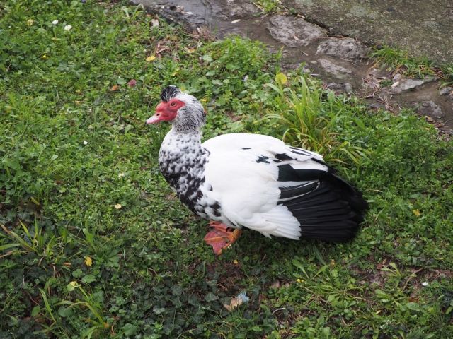 輾死「紅面番鴨」 高雄男判拘役20日+罰金20萬